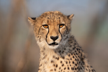 Portrait of a cheetah in South Africa