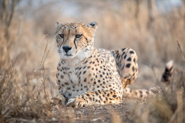 Portrait of a cheetah in South Africa