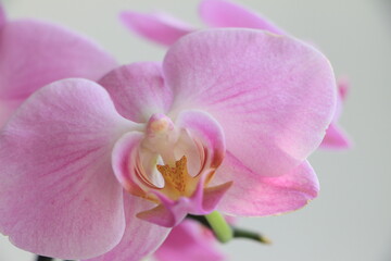 Fototapeta na wymiar Purple orchid flower closeup. Light background. Background. Selective focus. Layer. Copy space