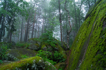 Forest and stones covered with moss. Pine, birch and rocks. National Reserve "Krasnoyarsk Pillars". City of Krasnoyarsk, Russia.