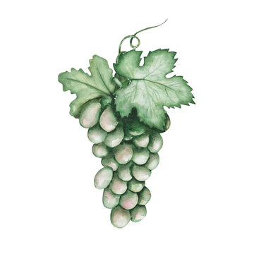 recommend clip art: Watercolor illustration. Hand painted green grapes with green leaves and tendrils. Vine with sweet berries. Summer, autumn harvest of fruits. Berry for wine making. Isolated food clip art for banners