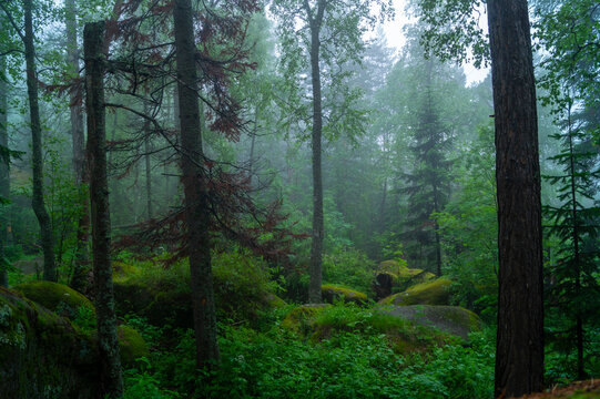 oggy pine forest, stones covered with moss. National Reserve "Krasnoyarsk Pillars". City of Krasnoyarsk, Russia