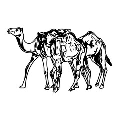 Black and white sketch of a camel with transparent background