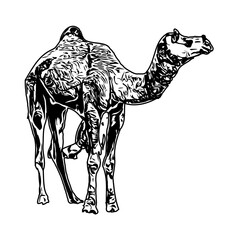 Black and white sketch of a camel with transparent background