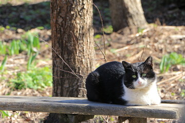 Black and white cat on an old bench. Looks into the camera. Spring flower bed background with young leaves of tulips. Selective focus