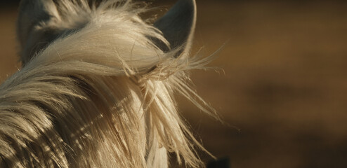 Young white horse mane hair blowing in wind during golden hour in windy weather, looking away with blurred background.