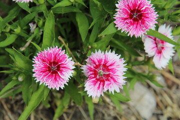 pink flower