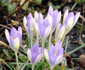 Close up of a clump of crocuses with white and violet petals