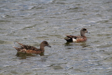 ducks on the lake
