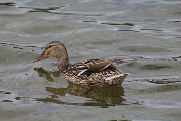 duck on the water, William Hawrelak Park, Edmonton, Alberta