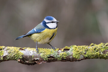 Blaumeise (Cyanistes caeruleu)