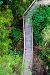 wooden bridge walkway through lush green forest.