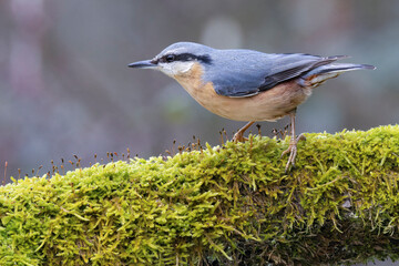 Kleiber (Sitta europaea)