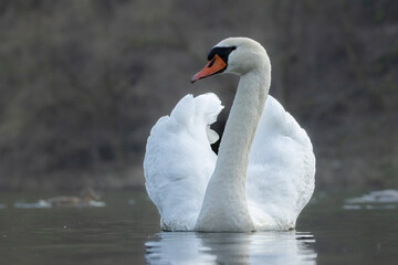 Obraz premium Höckerschwan (Cygnus olor)