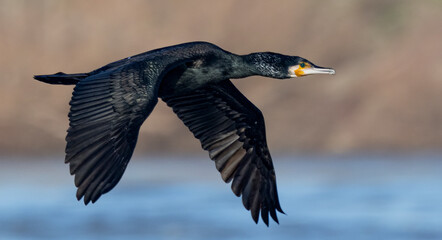 Kormoran (Phalacrocorax carbo)