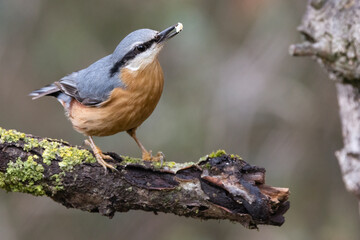 Kleiber (Sitta europaea)
