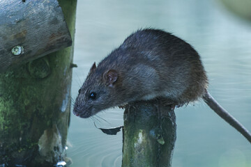 Wanderratte (Rattus norvegicus)