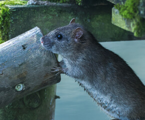 Wanderratte (Rattus norvegicus)