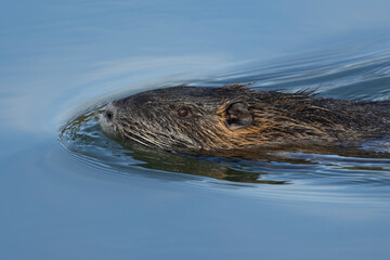 Nutria (Myocastor coypus)