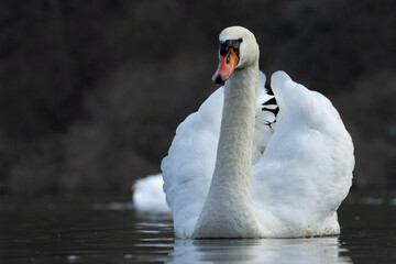 Höckerschwan (Cygnus olor)