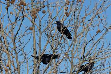 Saatkrähe (Corvus frugilegus)