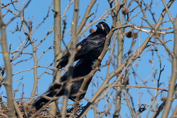 Saatkrähe (Corvus frugilegus)