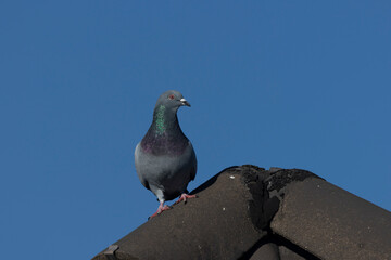 Stadttaube oder Straßentaube (Columba livia)