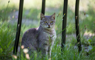 cat in the garden