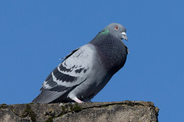 Stadttaube oder Straßentaube (Columba livia)