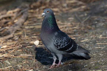 Stadttaube oder Straßentaube (Columba livia)