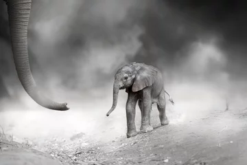 Foto op Aluminium Elephant poster, black-and-white art: a newborn baby elephant following huge trunk of mother elephant in a cloud of dust. Direct view, artistic postprocess, monochrome poster or illustration theme. © Martin Mecnarowski
