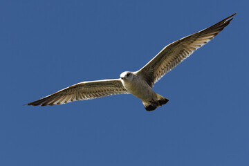 Sturmmöwe (Larus canus)