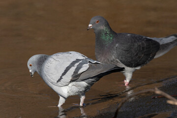 Stadttaube oder Straßentaube (Columba livia)