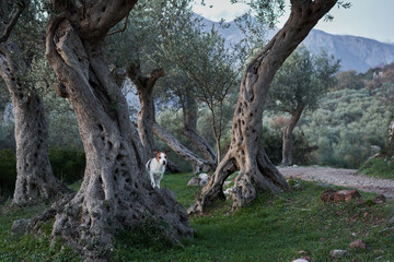 Fototapeta na wymiar Little dog near the olive tree. Jack Russell Terrier in a grove in nature. Pet in park 