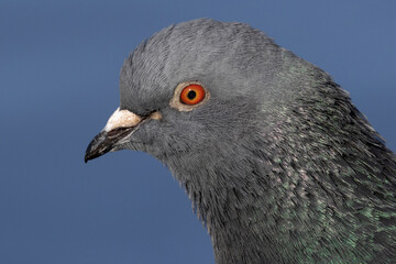 Stadttaube oder Straßentaube (Columba livia)