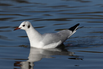 Silbermöwe (Larus argentatus) 