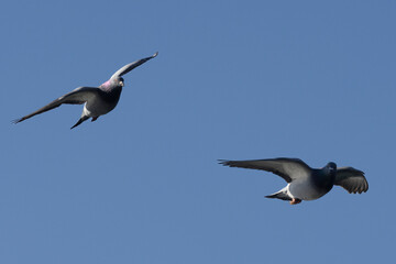 Stadttaube oder Straßentaube (Columba livia)