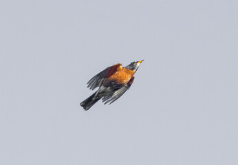 Adult wild American robin - Turdus migratorius - Isolated on light background while in flight