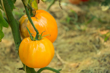 ripe yellow tomatoes in greenhouse on a blurred background. Eco natural products, rich vegetable harvest. Close up.  Copy space for your text. Shallow depth of field
