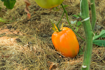 Orange tomato in organic greenhouse on the mulch. Eco-friendly products, rich harvest. Close up...