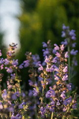Salvia officinalis purple evergreen medical plant for herbal tea.
