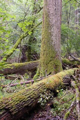 Morning in deciduous forest