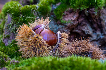roup of hedgehogs and chestnuts on natural background