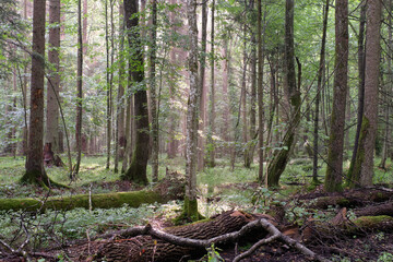 Morning in deciduous forest