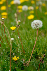 Ahead of its time.  Dandelion ready to shed seed.