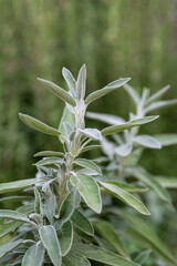 Salvia officinalis purple evergreen medical plant for herbal tea.