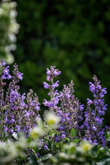 Salvia officinalis purple evergreen medical plant for herbal tea.