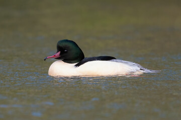 Male goosander or common merganser (Mergus merganser), Edinburgh, Scotland.