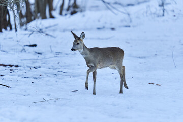 Roe deer in the snow
