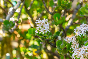 Succulent in the garden in the sunlight